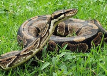 Investigación sobre consumo de pitones podría llevarlas a los menús de Florida