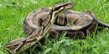 Investigación sobre consumo de pitones podría llevarlas a los menús de Florida