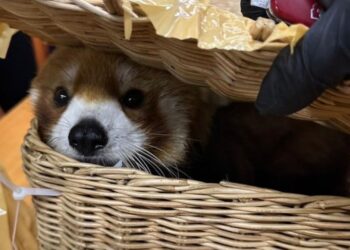 Desarticulan red de contrabando de animales en el aeropuerto de Bangkok