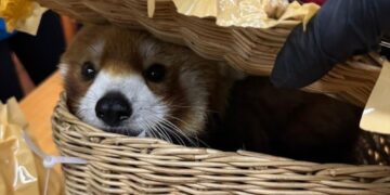 Desarticulan red de contrabando de animales en el aeropuerto de Bangkok