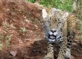 Captan jaguar en General Terán y confirman su presencia en el estado
