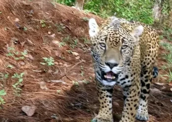 Captan jaguar en General Terán y confirman su presencia en el estado
