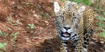 Captan jaguar en General Terán y confirman su presencia en el estado