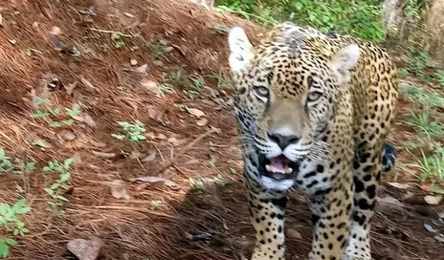 Captan jaguar en General Terán y confirman su presencia en el estado